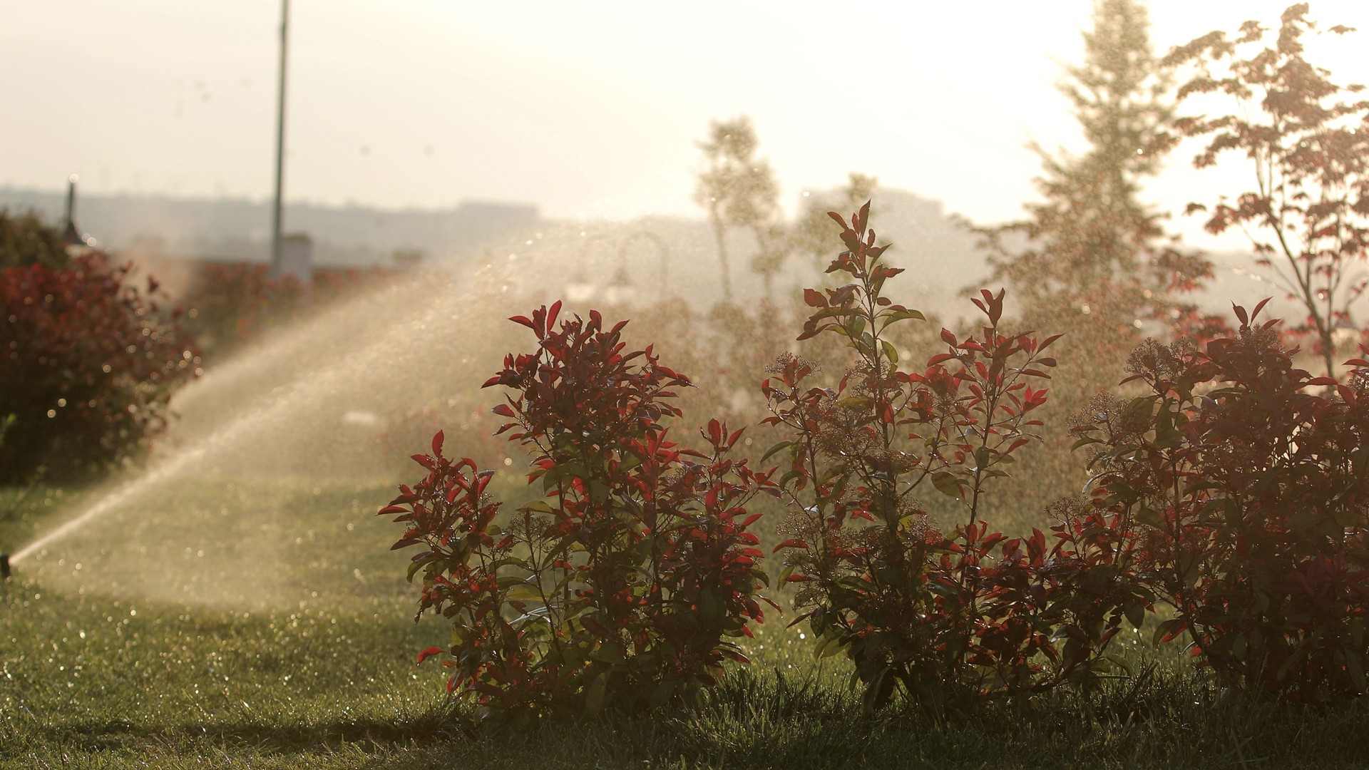 Watering the Lawn with a Sprinkler in a Backyard Garden at Sunset – Soft Golden Light Shining Through Japanese Maple Leaves During Evening Irrigation