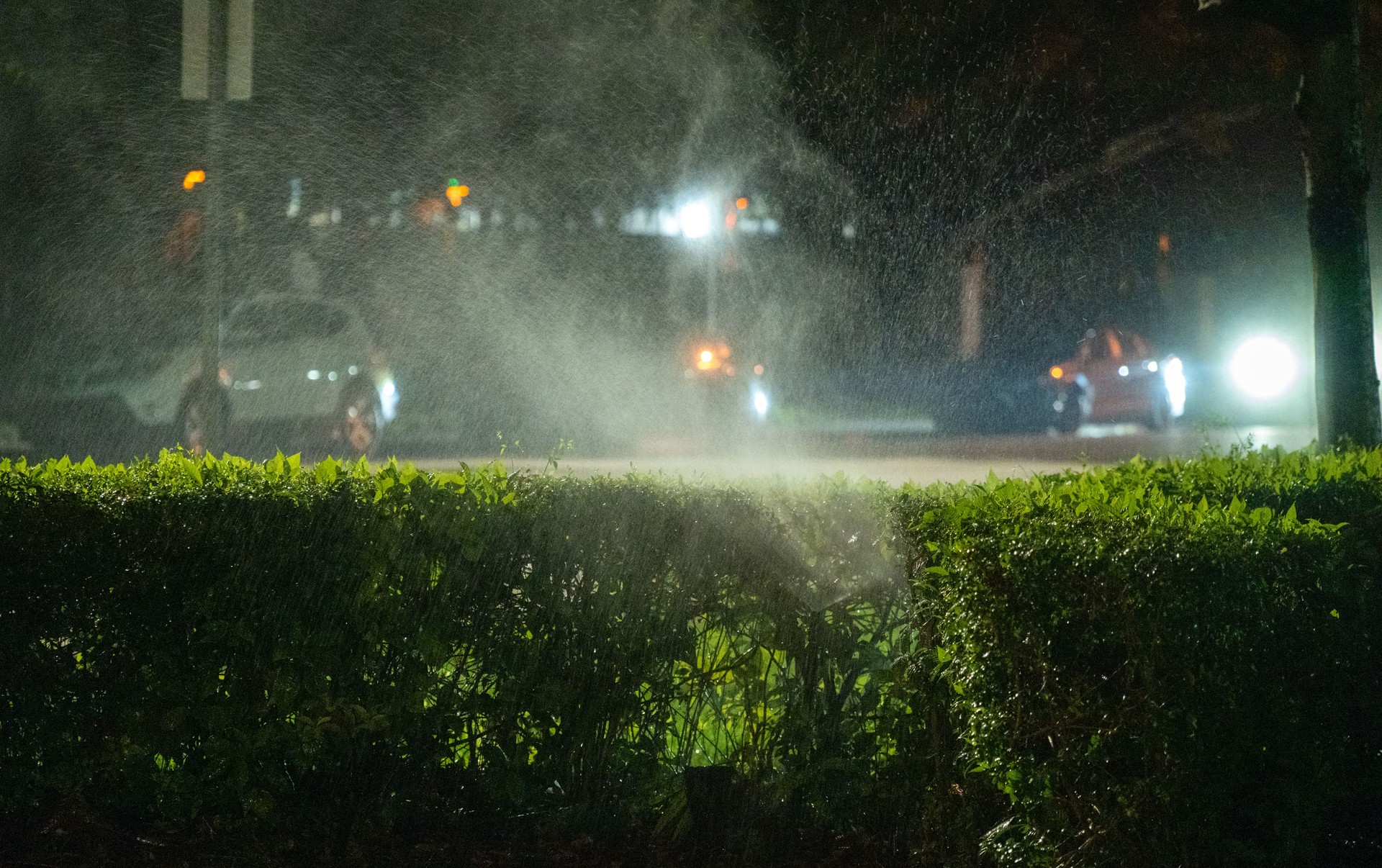 Sprinkler system operates at night creating mist near a hedge with shining car headlights in the background